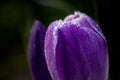 Macro shot of dew on a purple crocus flower Royalty Free Stock Photo