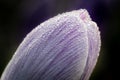 Macro shot of dew on a purple crocus flower Royalty Free Stock Photo