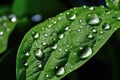 macro shot of dewdrops on fresh basil leaves