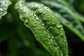 macro shot of dewdrops on fresh basil leaves