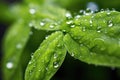 macro shot of dewdrops on fresh basil leaves