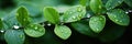 Macro Shot Of Dewdrops Glistening On Lush Green Leaves