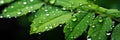 Macro Shot Of Dewdrops Glistening On Lush Green Leaves