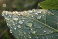 A macro shot of dewdrops on a green leaf in natural morning light. Royalty Free Stock Photo