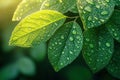Macro shot of dewdrops sparkling on green leaves in spring sun Royalty Free Stock Photo