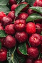 Macro shot of dewy fresh cherry hanging on tree, wide banner with copy space for text