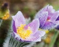 Macro shot of dewy purple Pulsatilla slavica