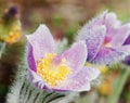 Macro shot of dewy purple pulsatilla slavica