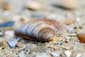 Macro shot of different shell in sand Royalty Free Stock Photo