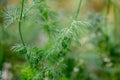 A macro shot of the dill grown at greenhouse