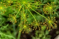 Macro shot of dill umbrellas. Royalty Free Stock Photo