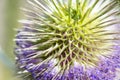 Macro shot of a Dipsacus fullonum plant in its natural environment on a summer day, visible spines and purple flowers. Royalty Free Stock Photo