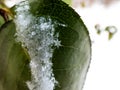 Macro shot of distinct and very beautiful real snowflake on a green leaf in winter