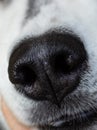 Macro shot of a dog's nose. Doggy wet black nose Royalty Free Stock Photo
