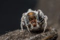 Macro shot of a Dolophones conifera, or a wrap-around spider