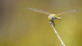 Macro shot of dragon fly Royalty Free Stock Photo