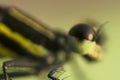 Macro shot of a Dragonfly... As close as it gets Royalty Free Stock Photo