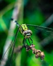 Macro shot of a dragonfly with beautiful eyes