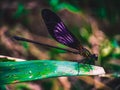 Macro shot of a dragonfly on a leaf, beautiful animal