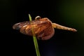 Macro shot of a dragonfly perched on a green stalk of a grass Royalty Free Stock Photo