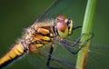 Macro shot of a dragonfly resting on a stem Royalty Free Stock Photo