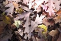 Dried oak leaves covered the ground Royalty Free Stock Photo