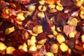 Macro shot of a dried red chilli. Food ingredient. Red dry chilli texture background. Pile of red dried chilli dry pepper texture