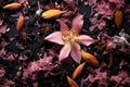 macro shot of dried tea leaves and blossoms mix Royalty Free Stock Photo