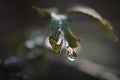 Macro shot of a drop of water suspended from a wild plant. Macro photography.