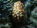 Macro shot of a droplet of white resin dripping from a pine cone outdoors in sunlight with blurred tree and blue sky background Royalty Free Stock Photo