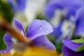 Macro shot of droplets of water on a purple flower Royalty Free Stock Photo