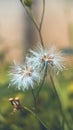 Macro shot of a dry dandeleon flower ready to blown up by wind