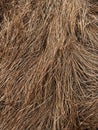 A macro shot of dry grass reveals the complexity in the arrangement and density of its strands