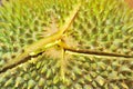 Macro shot of durian fruit texture Royalty Free Stock Photo