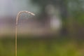 Macro shot of early morning dew on a golden spikelet and thin strands of cobweb.