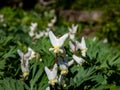 Macro shot of early spring delicate, white, irregular or sprawling shape flowers of herbaceous plant Dutchman`s britches or Royalty Free Stock Photo