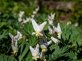 Macro shot of early spring delicate, white, irregular or sprawling shape flowers of herbaceous plant Dutchman`s britches or