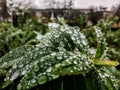 Early morning dew on dark green leaves