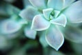 Macro shot of Echeveria Elegans (Mexican Snowball