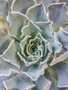 A macro shot of a echeveria plant. Close up evergreen succulent Royalty Free Stock Photo
