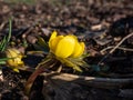 Winter aconite (Eranthis tubergenii) \'Guinea Gold\' as soon as snow melts in bright sunlight i