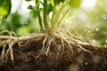 This macro shot emphasizes the organic root structure and eco-friendly gardening Royalty Free Stock Photo