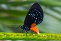 Macro shot of an endangered atala butterfly laying eggs Royalty Free Stock Photo