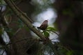 Macro shot of a Eurasian wren songbird perched on a branch in a forest and chirping Royalty Free Stock Photo