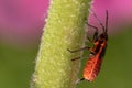 Macro shot of a European firebug on a flower stem with a blurry background