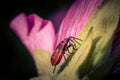 Macro shot of a European firebug on a pink flower with a blurry background