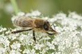 A macro shot of European honey bee, Apis melifera, sipping nectar from a wild carrot