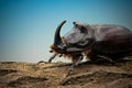 Macro shot of European rhinoceros beetle Oryctes nasicornis Royalty Free Stock Photo