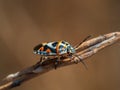 Macro shot of a eurydema ornata on a branch outdoors Royalty Free Stock Photo
