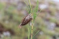 Evergreen Bagworm Moth Cocoon (Thyridopteryx Ephemeraeformis)